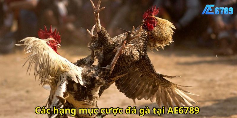Các hạng mục cược đá gà tại AE6789