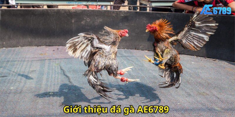 Giới thiệu đá gà AE6789