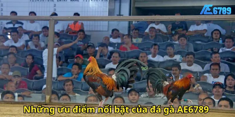 Những ưu điểm nổi bật của đá gà AE6789